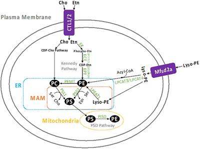 Phosphatidylethanolamine homeostasis under conditions of impaired CDP-ethanolamine pathway or phosphatidylserine decarboxylation